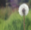 L'Impronta Ambientale