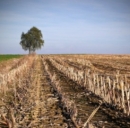 Bioidrogeno da biomasse agricole
