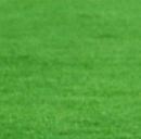 Fiorentina-Catania: diretta tv e streaming live