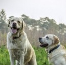 Dottordog: assicura il tuo can