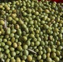 Energia alternativa: in Spagna elaborata una tecnica per ottenere elettricità dalle olive