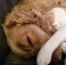 Proteggi i tuoi animali domestici con una polizza