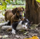 Assicurazioni animali domestici
